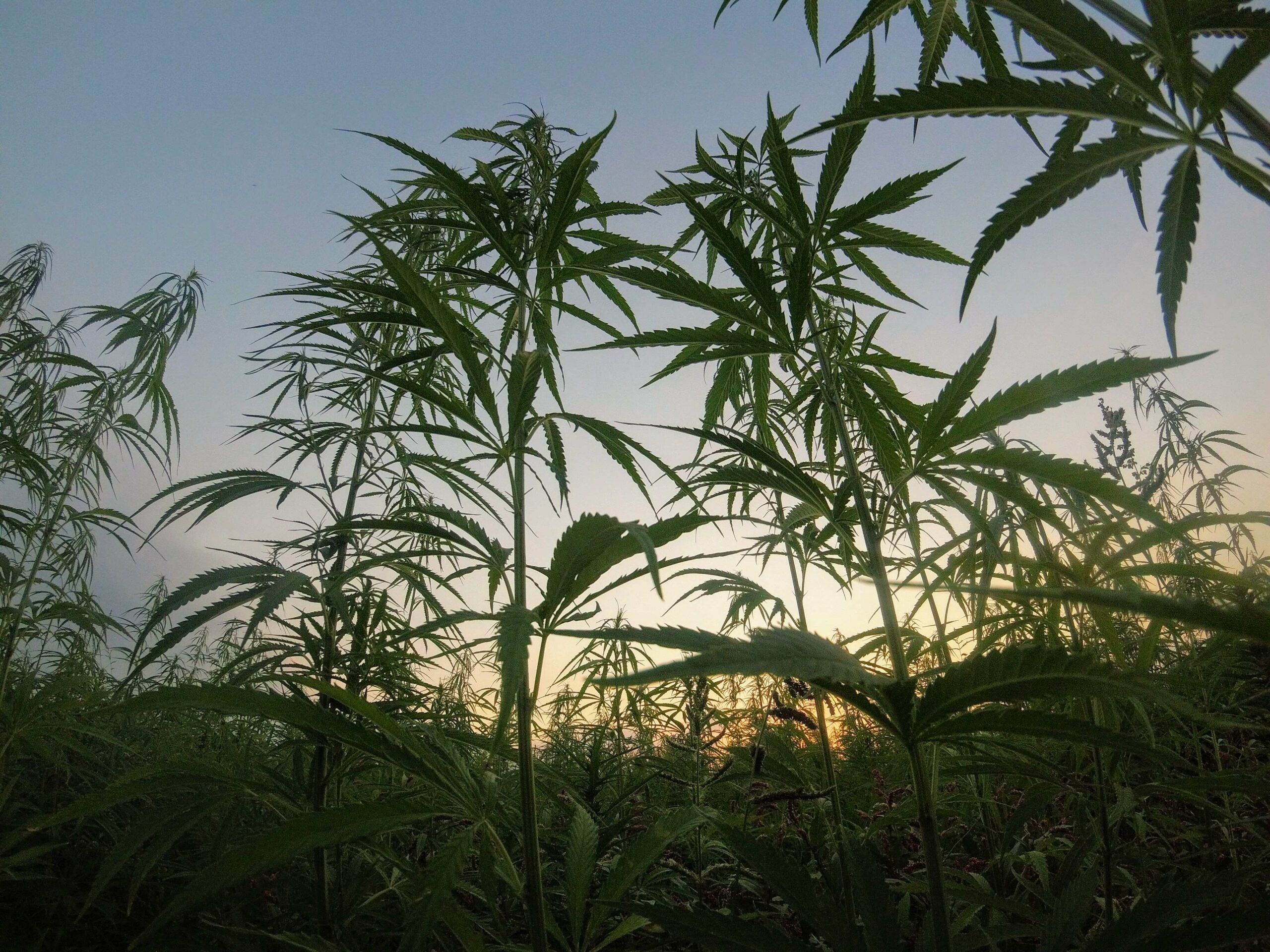 Sustainable cannabis pnaltation
