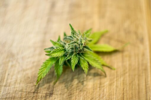 Cannabis leaf 1