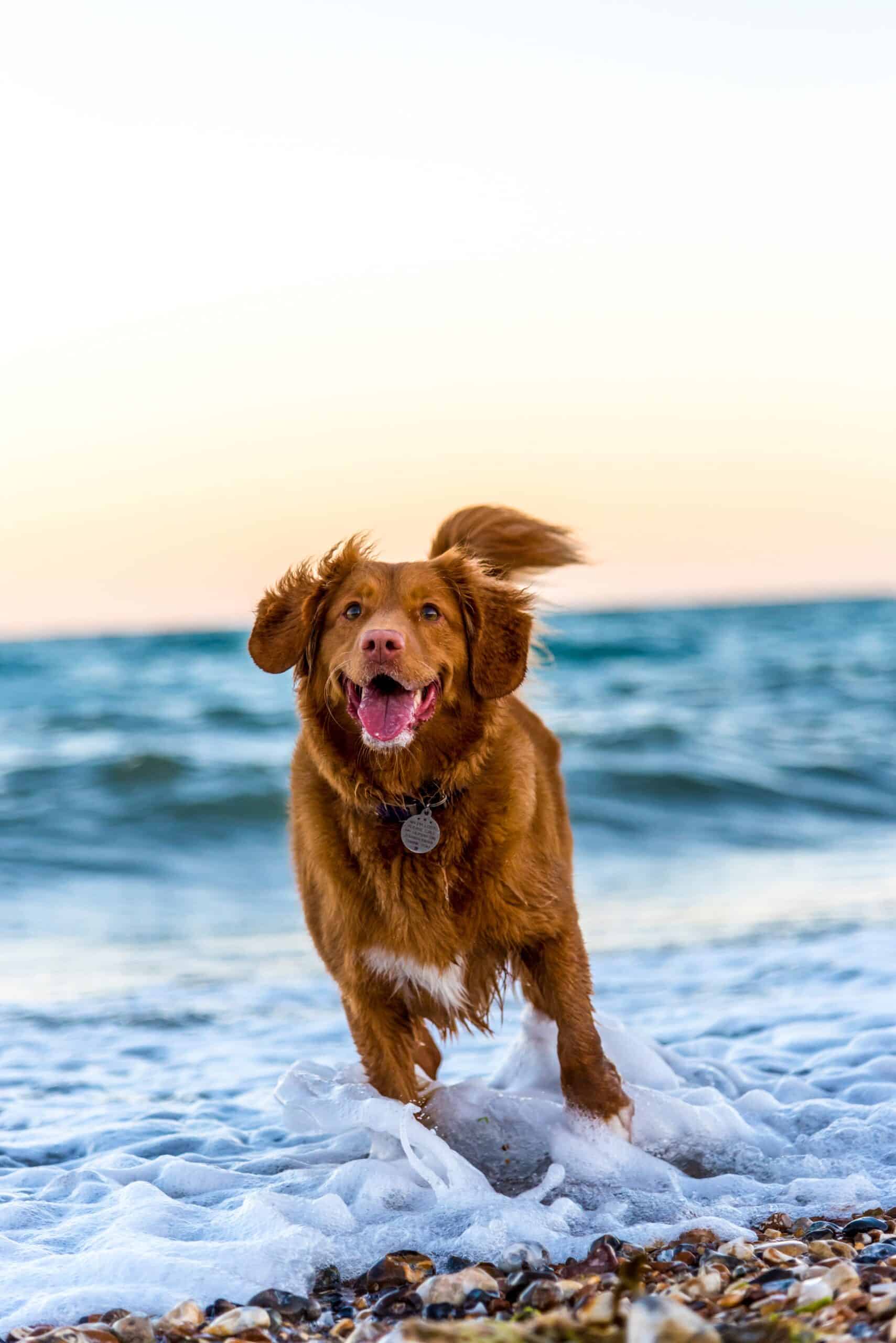 Is CBD Oil Beneficial for Dogs?