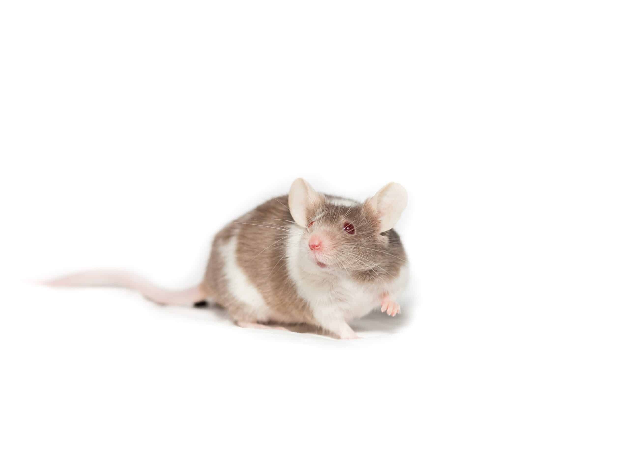 Is CBD Oil Suitable for Pet Rats