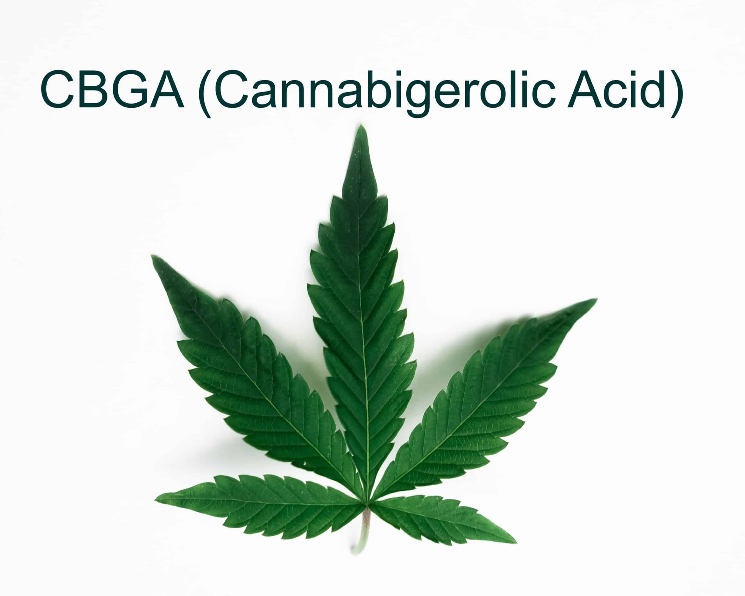 CBGA (Cannabigerolic Acid) What It Is, Uses & Benefits