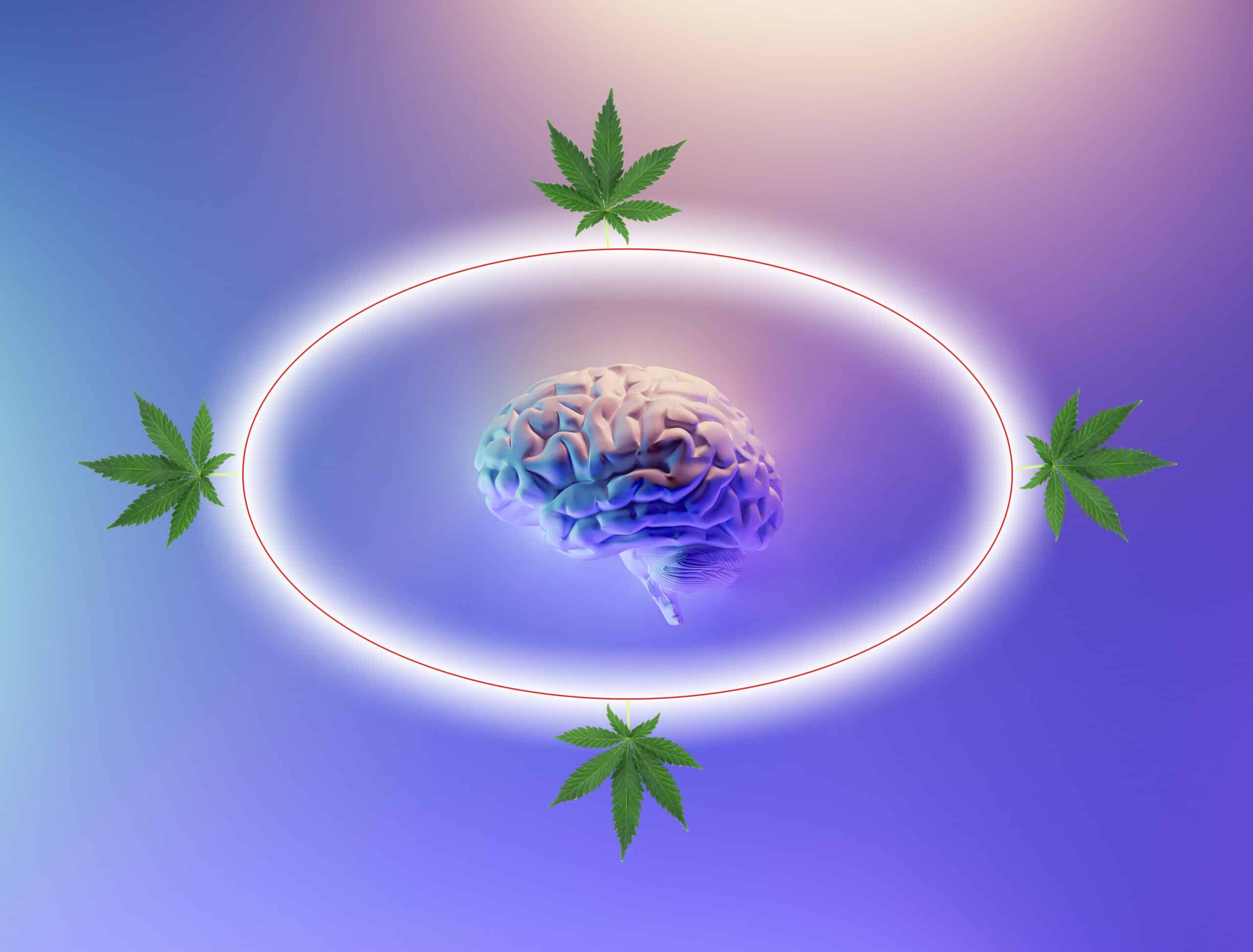 What’s The Link Between CBD And Neuroprotection?